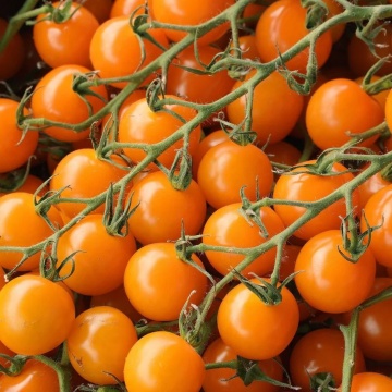 Orano F1 (10 seminte), hibrid extra-timpuriu nedeterminat, rosii cherry portocalii, ChemyFarm