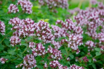 Oregano BIO (3000 seminte) oregano BIO peren, aromat, melifer, Seklos - Img 2