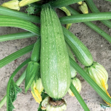 Ortolana di Faenza BIO (6 seminte) dovlecel zucchini BIO, verde deschis, randament ridicat, Seklos