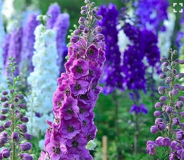Pacific Delphinium (200 seminte) Nemtisori de gradina inalti, flori impresionante, mix de culori, Seklos - Img 4