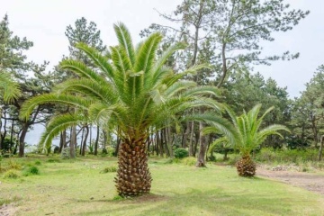 Palmier Phoenix de Canare (10 seminte) Canary Date Palm - Phoenix canariensis, curmal foarte decorativ, Saflax - Img 7