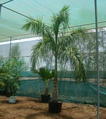 Palmier Regal Cubanez (8 seminte) Cuban Royal Palm - Roystonia Regia, coroana inalta, frunze elegante, Saflax - Img 3