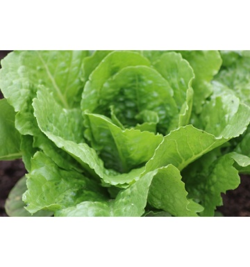 Parris Island Cos BIO (800 seminte) salata romana verde BIO, frunze suculente, Seklos - Img 3