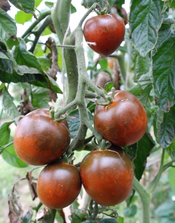 Paul Robson BIO (25 seminte) tomate cu pulpa groasa, gust dulce, colorate cu verde-violet, ReinSaat