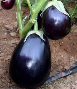 Perfection F1 (20 seminte) de vinete gigant, fructul globulos cu peduncul si fara tepi, Prima Sementi