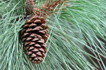 Pin Auriu (20 seminte) Ponderosa Pine - Pinus ponderosa, cea mai mare specie de pin, ace foarte lungi, Saflax - Img 2