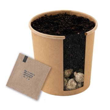Pin Mediteranean (1 set pentru plantat) seminte Pinus pinea, ideal pentru bonsai, Toraf - Img 2