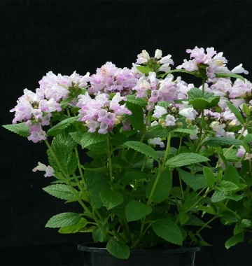 Pink Panther (30 seminte) Nepeta perena cu flori roz, inflorire abundenta, Seklos - Img 2