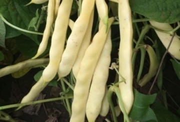 Plador (70 gr) seminte fasole pitica galbena lata, frageda, fara ate, Prima Sementi - Img 2