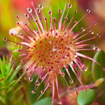 Planta Carnivora - Round-leaved Sundew (10 seminte) Drosera rotundifolia, frunze rotunjite cu tentacule si picaturi parfumate, Saflax - Img 5