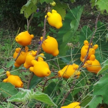 Planta Uger de Vaca (10 seminte) Love Apple - Solanum mammosum, flori mov, fructe decorative cu forma interesanta, Saflax - Img 6