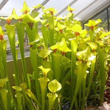 Plante Carnivore mix - Pitcher Plant (10 seminte) Sarracenia flava / S. purpurea, forma de ulcior, culori galben verzui si rosie, Saflax - Img 4