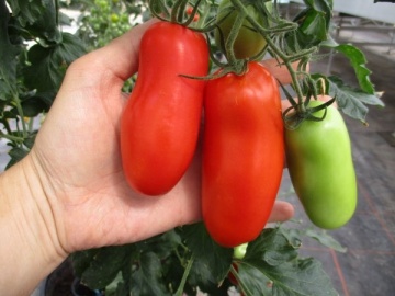 Pozzano F1 (250 seminte) seminte rosii nedeterminate tip San Marzano, tomate alungite productive, gust excelent, rezistente la boli, Enza Zaden - Img 4