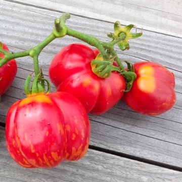 Red Cavern BIO (30 seminte) tomate striate rosu cu galben, carnoase, aromate, ReinSaat - Img 8