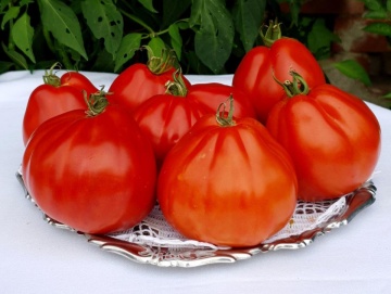 Red Pear (500 seminte) tomate in forma de para soi italian, crestere nedeterminata tip Beef, Vitesse - Img 4