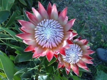 Regele Protea (5 seminte) Giant King Protea - Protea cynaroides, flori extrem de mari, exotice, Saflax - Img 2