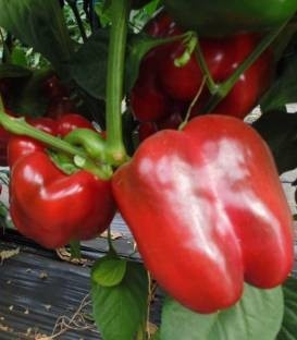 Remus F1 (1000 seminte) de ardei gras cu fructe aspectuase dulci de culoare verde la inceput iar la maturitate rosu inchis ce prezinta rezultate bune si in ciclul prelungit de cultura, Esasem