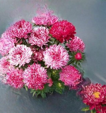 Ribbon Red (0,5 gr) seminte Crizantema Aster pitica, flori rosii-roz cu alb, Toraf - Img 3