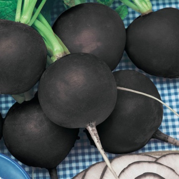 Ridichi de iarna Black Spanish Round (400 seminte) ridichi de iarna soi tardiv, radacini mari, Agrosem