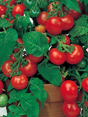Rosii Balkonzauber (120 seminte) tomate curgatoare pentru balcon, Agrosem - Img 2