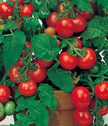 Rosii Balkonzauber (60 seminte) tomate curgatoare pentru balcon, Agrosem - Img 2