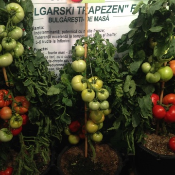 Rosii Bulgarski Trapezen F1 (250 seminte) tomate gust placut, tari, nedeterminate timpurii, Florian - Img 4