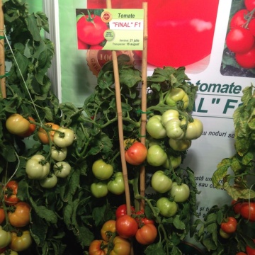 Rosii Final F1 (50 seminte) tomate semideterminate, productivitate mare, Florian - Img 7