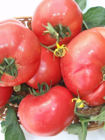 Rozalina Rossa F1 (50 seminte) de tomate semitimpurii bulgaresti, GeosemSelect Bulgaria - Img 1