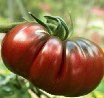 Russian Black (60 seminte) seminte tomate negre cu pulpa groasa, gust placut, Agrosem - Img 2