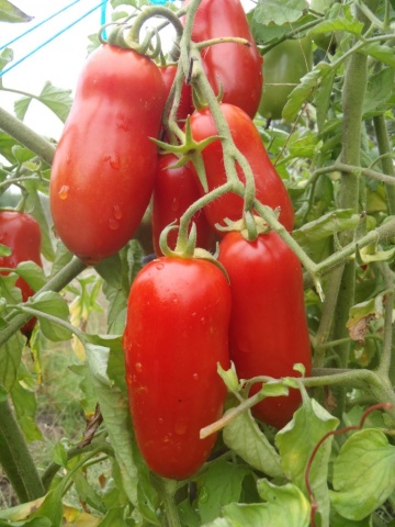 San Marzano (150 seminte) rosii prunisoare alungite, soi semitimpuriu determinat, Opal - Img 2