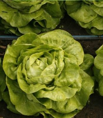 Sandalina (1000 seminte) drajate de salata ce se preteaza in special cultivarii in camp deschis si produce o capatana mare fara sa emita tija florala de culoare verde deschis, Rijk Zwaan