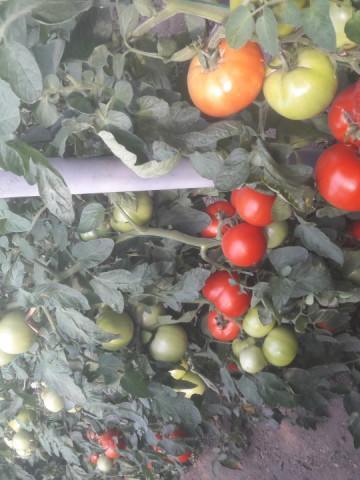 Seminte tomate Gramada F1 (5 gr), crestere nedeterminata, hibrid semitimpuriu nou, Opal - Img 4