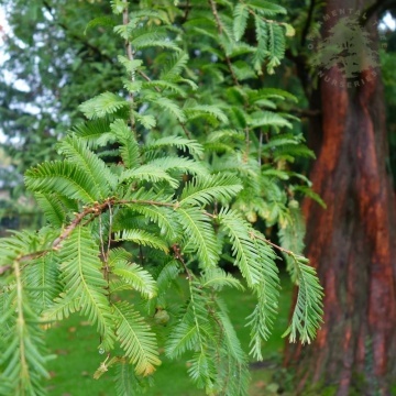 Sequoia Zorilor (60 seminte) Dawn Redwood - Metasequoia glyptostroboides, arbore pe cale de disparitie, preistoric, Saflax - Img 2