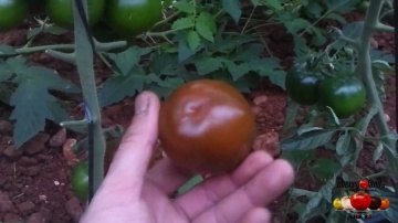Sibarita F1 (6 seminte) tomate rotunde roz-maronii, pulpa rosu inchis, foarte gustoase, nedeterminate, Sekluva - Img 3