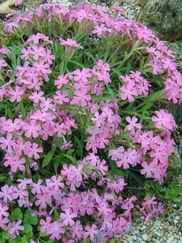 Silky Pink (20 seminte) flori perene pitice roz, Silene keiskei cu inflorire abundenta, Seklos - Img 2