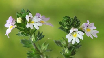 Silur (200 seminte) Eyebright - Euphrasia officinalis, planta medicinala benefica pentru ochi, Saflax - Img 3