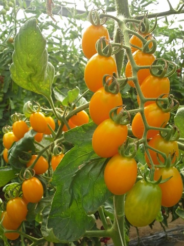 Skate F1 (500 seminte) rosii cherry prunisoare galbene cu crestere nedeterminata, Esasem