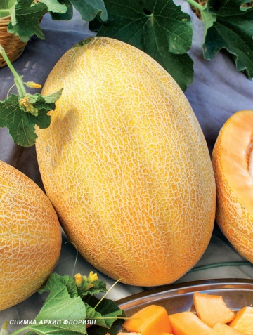 Sladina Sweety F1 (1200 seminte) pepene galben tip ananas cu miez portocaliu, Florian - Img 2