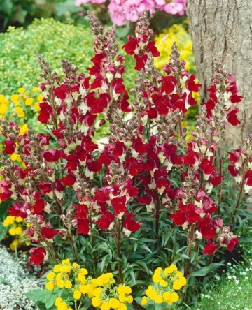 Snapdragon Night & Day (0.6 gr) seminte Gura Leului flori bogate, albe-rosii, Legutko - Img 3