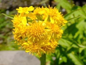 Splinuta (100 seminte) Goldenrod - Solidago virgaurea, planta medicinala pentru sistemul digestiv, urinar, hepato-biliar, Saflax - Img 3
