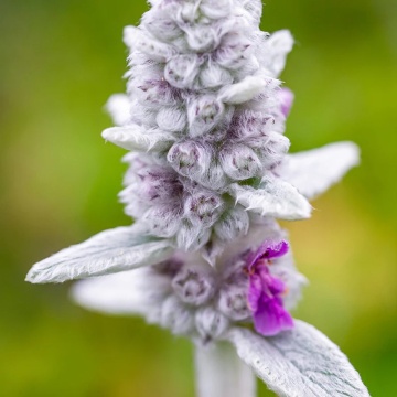 Stachys Bysantina (0,2 gr) seminte Urechea Iepurelui, planta melifera cu frunze argintii pufoase, flori roz, Toraf - Img 5