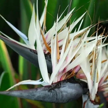 Strelitzia Nicolai (5 seminte) White Bird of Paradise - Pasarea Paradisului cu flori foarte mari, combinatie de alb, albastru si mov, Saflax - Img 3