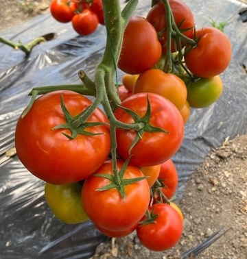 SVTH 3053 F1 (500 seminte) rosii semitimpurii nedeterminate pentru sere si solarii, Seminis