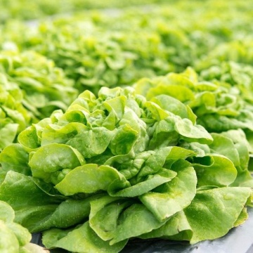 Syrena (800 seminte) salata verde timpurie, randament foarte mare, gust excelent, Toraf