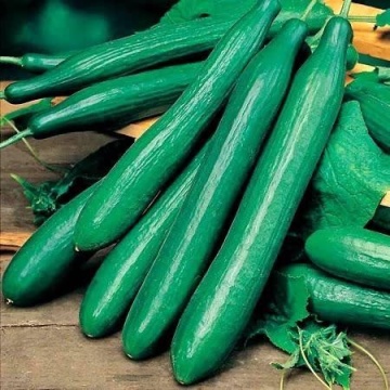 Tasty King F1 (20 seminte) castraveti lungi, hibrid extra-timpuriu foarte productiv, Sakata
