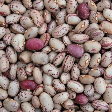 Taylor's Horticultural (100 gr) seminte fasole pitica tarcata pentru boabe uscate, Patru Agro - Img 3
