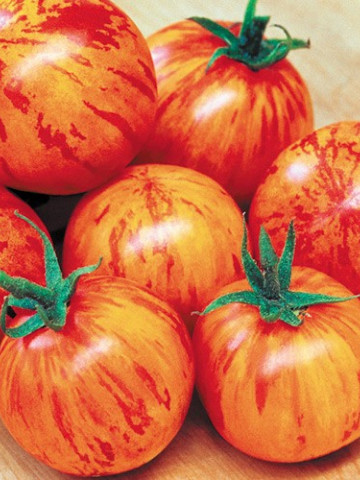 Tigerella (60 seminte) tomate de culoare rosu intens cu dungi portocalii, gust placut, Agrosem - Img 2