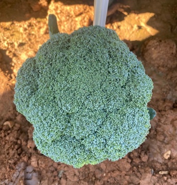 Tinos F1 (1000 seminte) broccoli, abilitate excelenta de productie la temperaturi ridicate, rezistenta la boli, Sakata