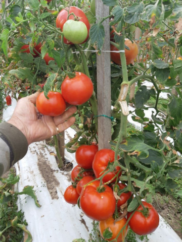 Tomate Mariuca - 5 gr - Seminte de rosii romanesti cu crestere determinat de la SCDL Buzau - Img 1