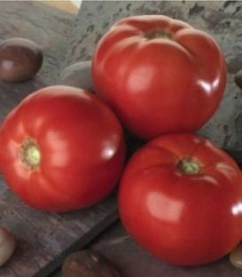Tomatina F1 (500 seminte) rosii cu fructe mari extratimpurii, determinate, Sakata